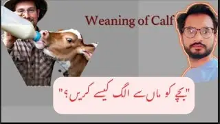 From Nipple Feeding To Weaning | a Complete Calf Guide #vetcare #weaning #calves #animalwelfare