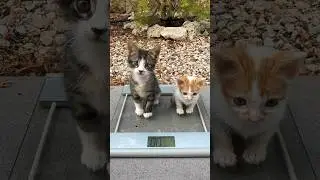 Weighing Toby and Lily the rescued twins #catrescue #rescuekitty #kitten #twins #funnycats #cutecat