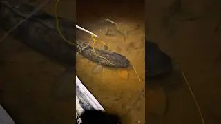 Memancing ikan toman monster pakai tali tambang !!! #fishing #toman #haruan #viral