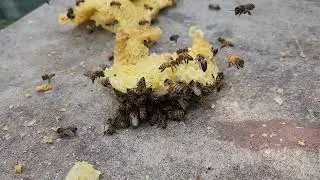 Bees are building a good team to earn money from the Natural resources.
