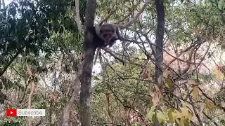 New Videos 4K In 2024 Feeding wild monkeys in Cambodia (KH)