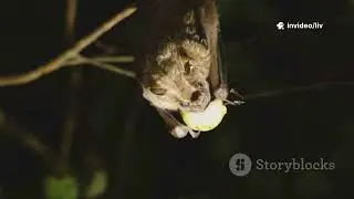 invideo ai 1080 10 Animal Facts That Will Blow Kids&rsquo; Min 2026 01 04