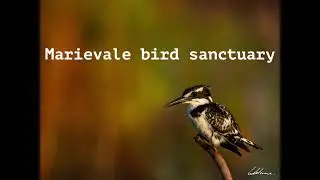 Hadeda Hide, Marievale Bird Sanctuary