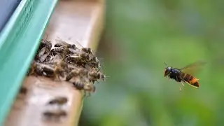 Ornetin: The Ultimate Asian Hornet Trap