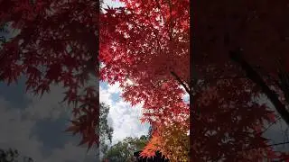 3 months in Japan...🇯🇵在日本三個月花多少錢？ #japan