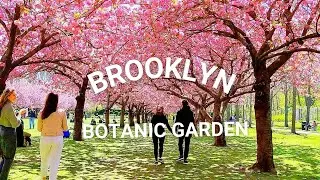 Brooklyn Botanic Garden Cherry Blossoms Highlights | NYC Spring Walks with Beautiful Flowers