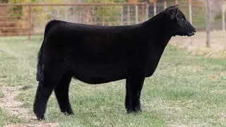 CRALL 150