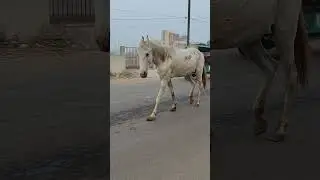 Lakdi ki Kathi Kathi pe ghoda #love #lakdikikathikathikaghoda #horse #editing #lineediting