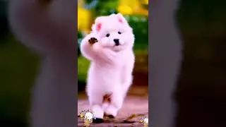 dog dancing | smart dog dance #dog #dance