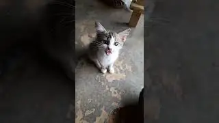 mignon chaton solitaire
