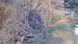 Eagle Nest Pinhole Camera: The raccoon was startled awake in the morning...... 2026 01 21