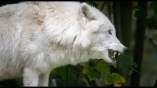 Jurassic Parc   loups pr&eacute;historiques ressuscit&eacute;s