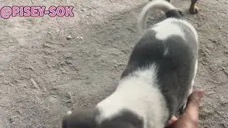 They are hungry now, they have been eating together.