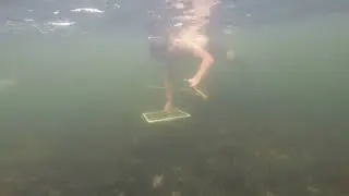 LMFS 2017 dive2
