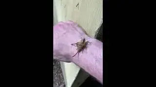 Steindachner's Shieldback katydid