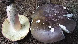 Russula cyanoxantha