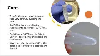 DNA Isolation from Mosquito Using STE Buffer