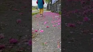 Walk around#canada #travel #spring