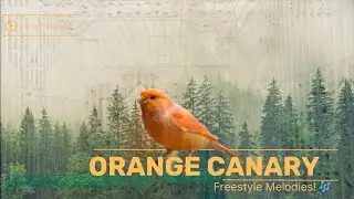 Vibrant Orange Canary Sings Freestyle Melodies!