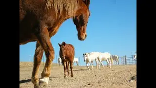 THE REDWINGS HORSE SANCTUARY  &bull;  CARMEL, CALIFORNIA