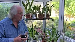 My Sunday Orchid Chat - Shortest One Ever !