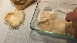 Storing Oyster Mushrooms: The final video after 15 to 20 day old oyster mushrooms/fresh storage tech