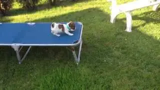 Jack Russel Welpe Babu