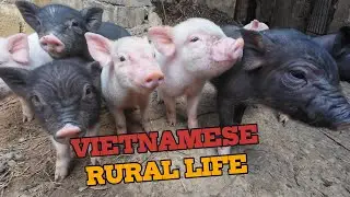 The rural life of the Hmong people in Vietnam is peaceful and simple.