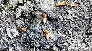 Battle Royal among Males of Dryomyzid Fly on Dunghill