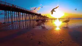 Sunset at OC Pier and Seagulls