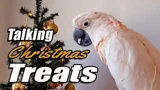 Макс замышляет рождественские шалости, разговаривая о закусках 🎄🦜 | Субтитры