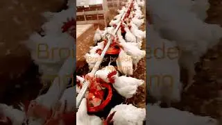 Broiler breeder male feeding,