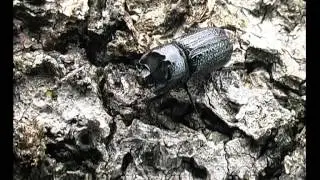 PV Sinodendron.avi