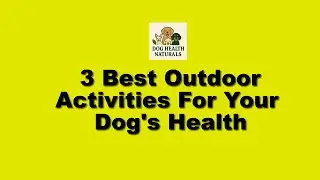 3 Best Outdoor Activities For Your Dog's Health