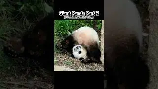 Meet The Giant Panda: Nature&rsquo;s Artard Part 2 #panda #facts