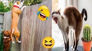 Funny Animal Videos Part 45||Funny Dogs And Cats Funny Videos||@blessedbaritone