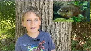 Camouflaged Animals Backyard Science Lesson for Kids