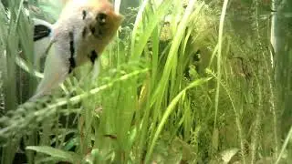 Relaxation - Meditation - 432Hz - AquaZen - Fishscape - 2 Hours