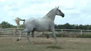 Gala Roy - Gray P.R.E. Andalusian Mare
