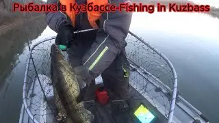 Судака на Томи. Добираем последнюю рыбу.
