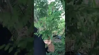 American Traveler is picking Malungay! The miracle tree! #ilovephilippines #philippinesadventure