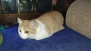 Cat Waiting to Ambush 