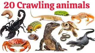 20 रेंगने वाले जानवरों के नाम | 20 Crawling Animals for Kids | LearnAnimal Names with Pictures