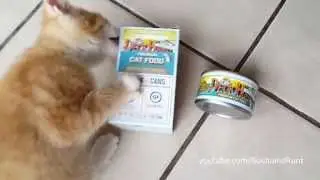 Cats try Deck Hand Premium Cat Food - Tuna with Salmon