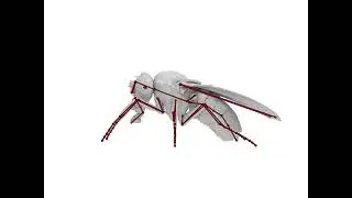 Biomechanical model of Drosophila Melanogaster (fruitfly)