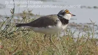 Little Ringed Plover