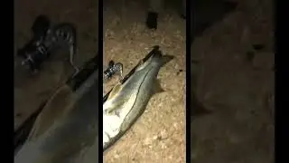 40&rdquo; Snook on Flairhawk Jig | #short #snook #inshorefishing
