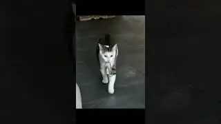 nieuw filmpje katten .New cats film