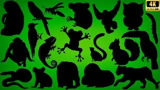 Guess Tree Animals By Their Shadows 🌳 60 Arboreal Animal Shadow Quiz Challenge