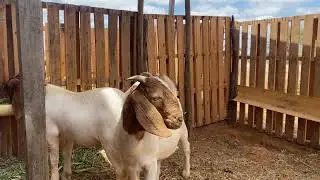 COMO CONFINAR CABRAS DA RA&Ccedil;A BOER 